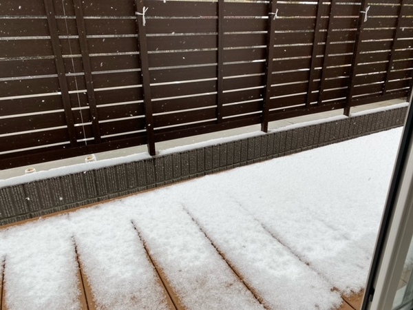 今年2回目の雪